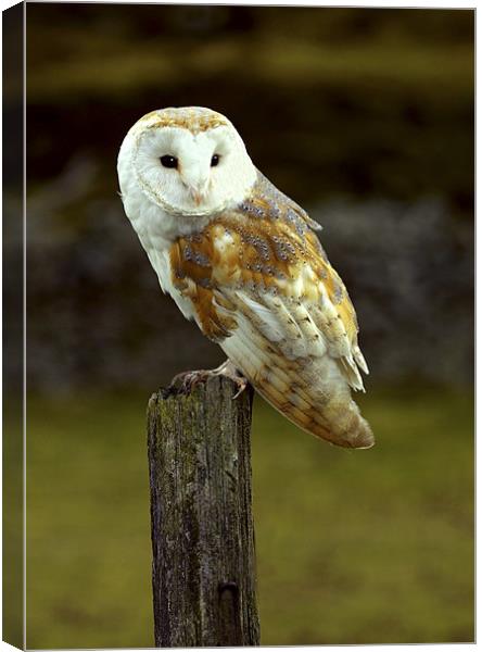 BARN OWL ON HUNTING POST Canvas Print by Anthony R Dudley (LRPS)