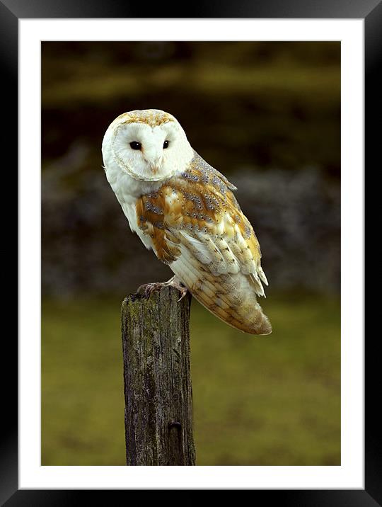 BARN OWL ON HUNTING POST Framed Mounted Print by Anthony R Dudley (LRPS)