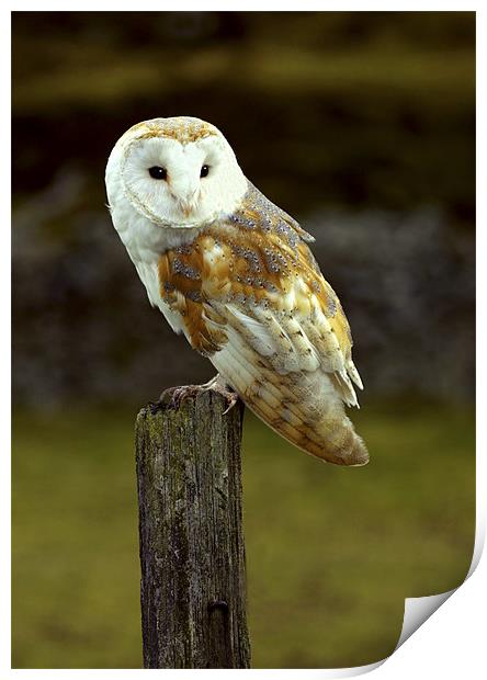 BARN OWL ON HUNTING POST Print by Anthony R Dudley (LRPS)