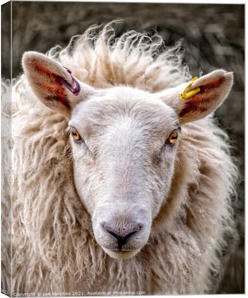 Portrait of a Cheviot Ewe Canvas Print by Lee Kershaw
