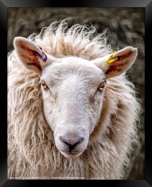 Portrait of a Cheviot Ewe Framed Print by Lee Kershaw