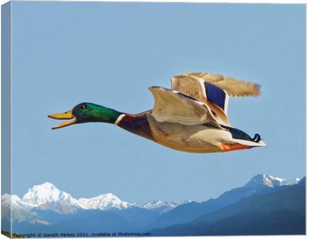 Mallard in Flight Canvas Print by Gareth Parkes