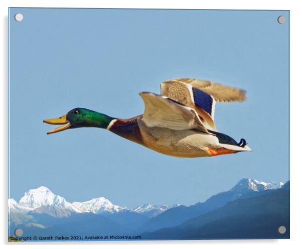 Mallard in Flight Acrylic by Gareth Parkes