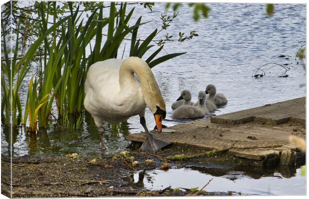 Swan and Cygnets Canvas Print by Gareth Parkes