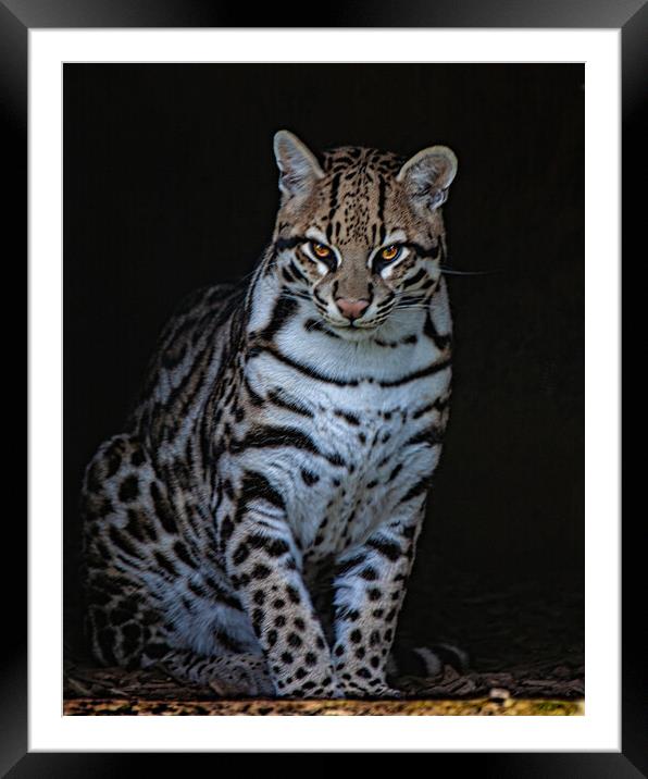 Oscar The Ocelot Framed Mounted Print by Chris Lord