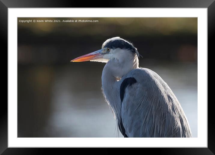 Grey heron backlit by sun Framed Mounted Print by Kevin White