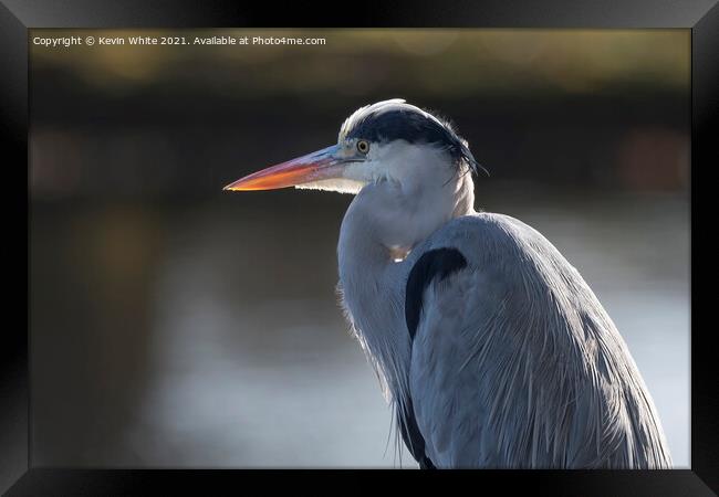 Grey heron backlit by sun Framed Print by Kevin White