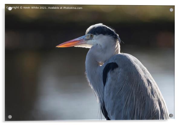 Grey heron backlit by sun Acrylic by Kevin White