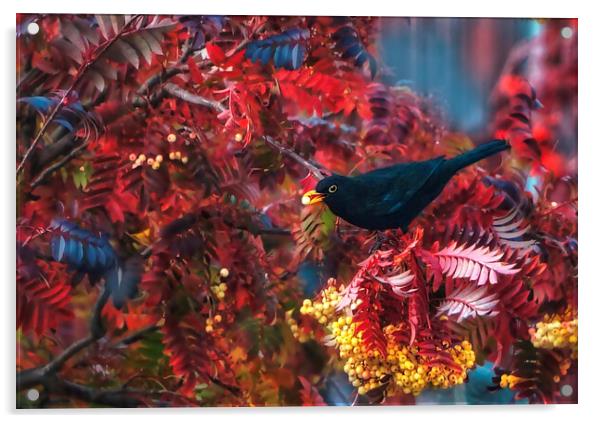 Autumn Blackbird  Acrylic by Alison Chambers