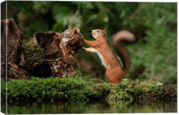 red squirrel Canvas Print by Alan Tunnicliffe