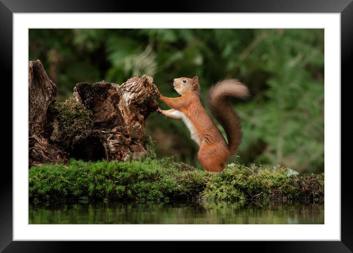 red squirrel Framed Mounted Print by Alan Tunnicliffe