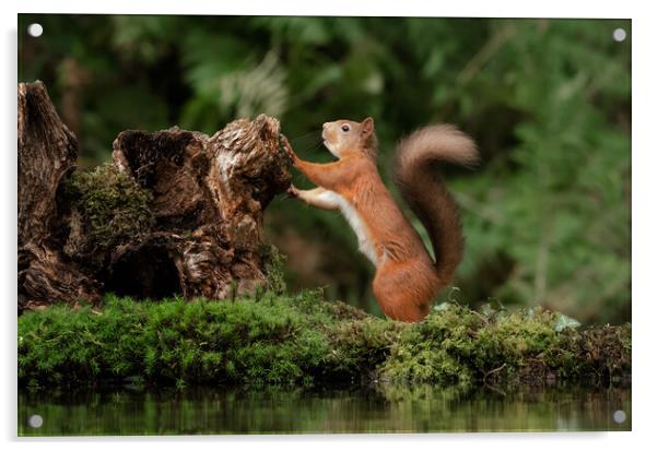 red squirrel Acrylic by Alan Tunnicliffe