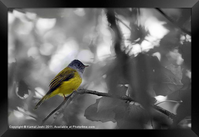 Grey headed canary Flycatcher Framed Print by Kamal Joshi