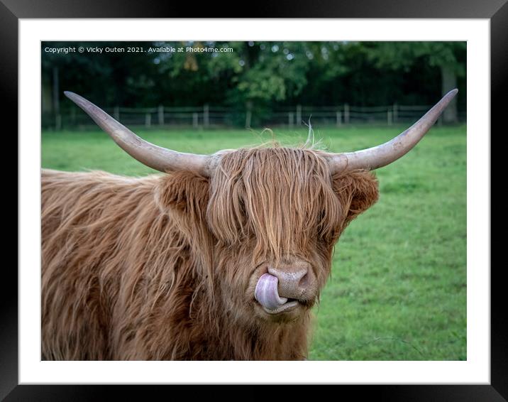 A cheeky highland cow standing on top of a grass c Framed Mounted Print by Vicky Outen