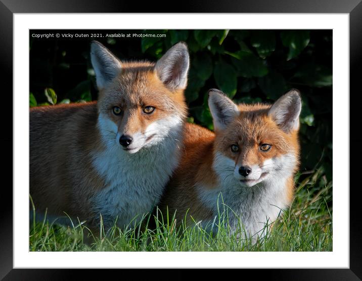 A pair of beautiful red foxes standing in the grass  Framed Mounted Print by Vicky Outen