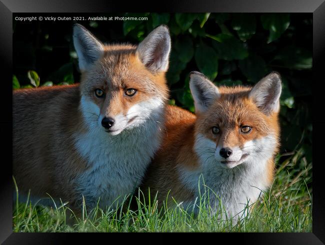 A pair of beautiful red foxes standing in the grass  Framed Print by Vicky Outen