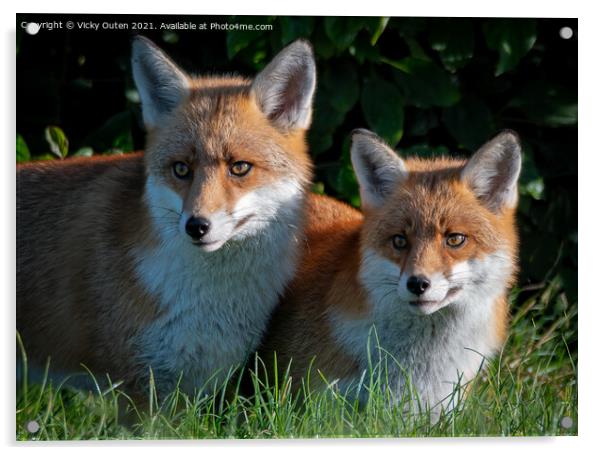 A pair of beautiful red foxes standing in the grass  Acrylic by Vicky Outen