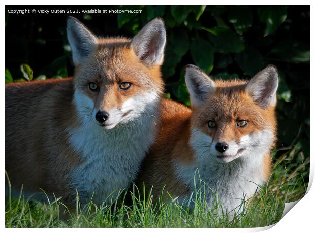 A pair of beautiful red foxes standing in the grass  Print by Vicky Outen