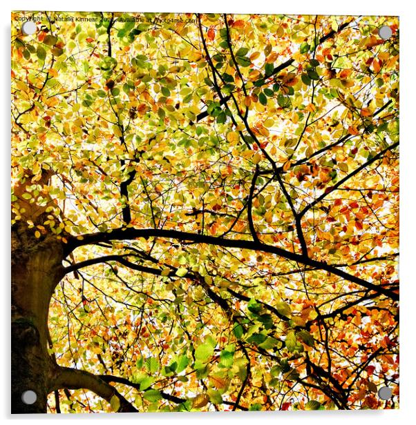 Sunlit Autumn Leaves Acrylic by Natalie Kinnear