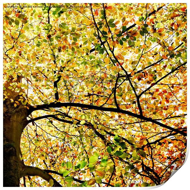 Sunlit Autumn Leaves Print by Natalie Kinnear