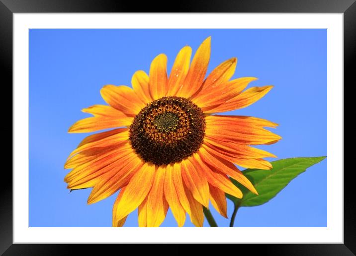 Sun Flower Framed Mounted Print by peter tachauer
