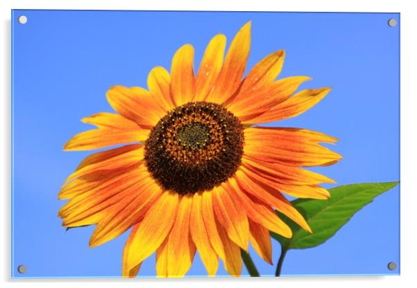 Sun Flower Acrylic by peter tachauer