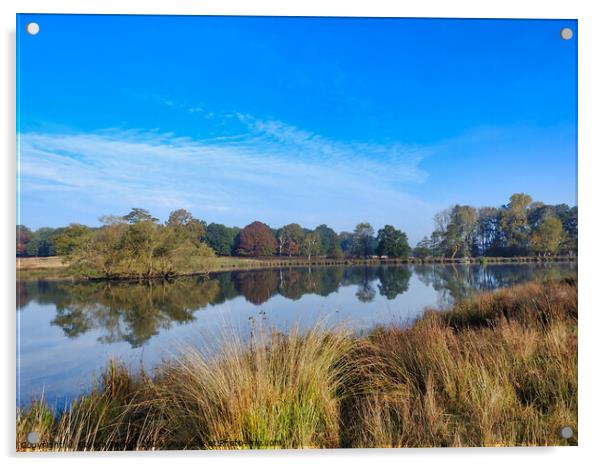 Pen Ponds at Richmond Park Acrylic by Gareth Parkes