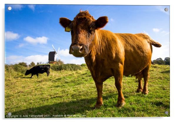 Brown cow saying hello in front of Brill Windmill Acrylic by Julie Tattersfield