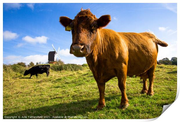 Brown cow saying hello in front of Brill Windmill Print by Julie Tattersfield