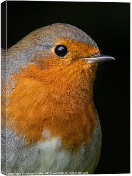 Robin in Portrait Canvas Print by Adrian Rowley