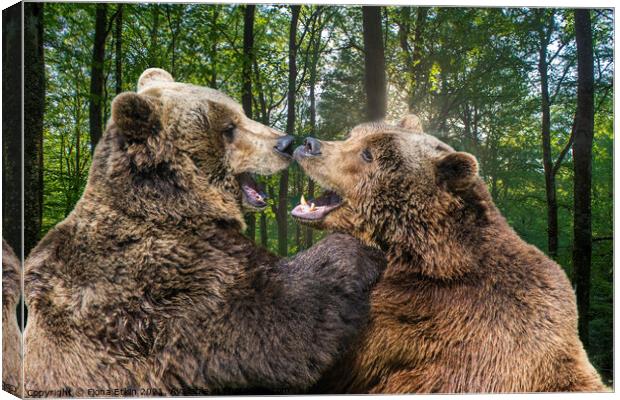Brown Bears rubbing noses  Canvas Print by Fiona Etkin