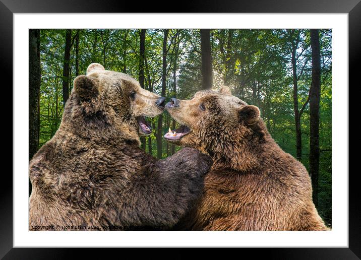 Brown Bears rubbing noses  Framed Mounted Print by Fiona Etkin