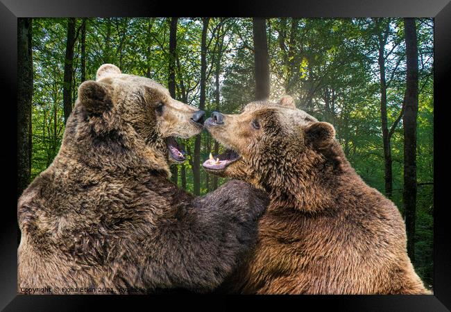 Brown Bears rubbing noses  Framed Print by Fiona Etkin