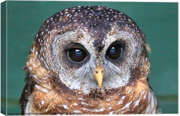 Indian Scops Owl (Otus bakkamoena) Canvas Print by Gareth Parkes