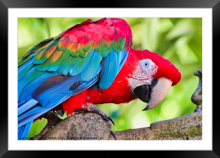 Macaw Parrot Framed Mounted Print by Gareth Parkes