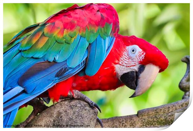Macaw Parrot Print by Gareth Parkes