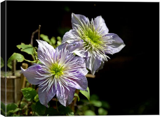 Lovely Clematis Canvas Print by Alexandra Lavizzari