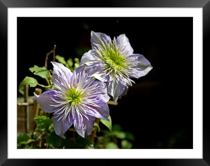Lovely Clematis Framed Mounted Print by Alexandra Lavizzari