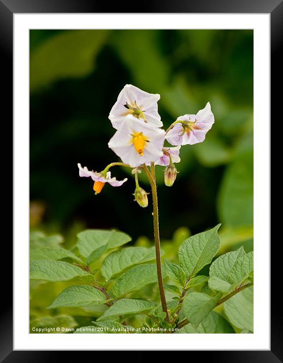 Potato Flower Framed Mounted Print by Dawn O'Connor