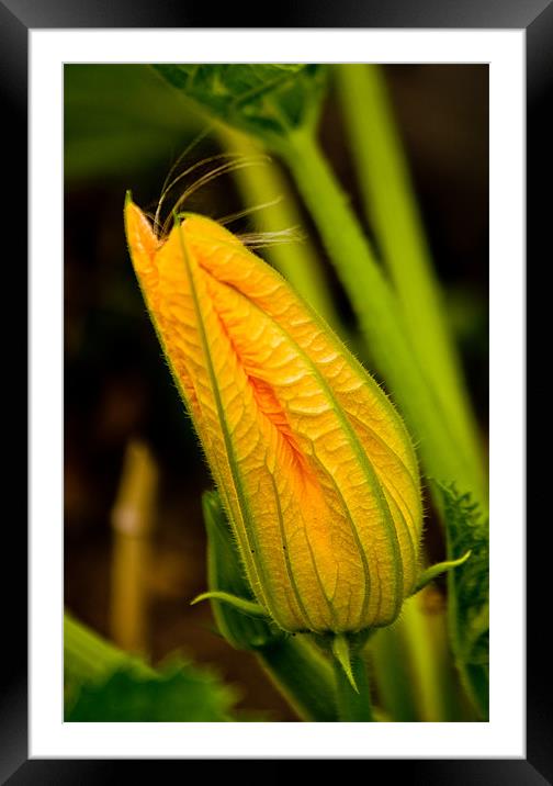 Pumpkin Flower Framed Mounted Print by Dawn O'Connor