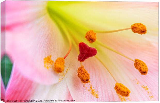Pink Lily Macro Canvas Print by Fiona Etkin