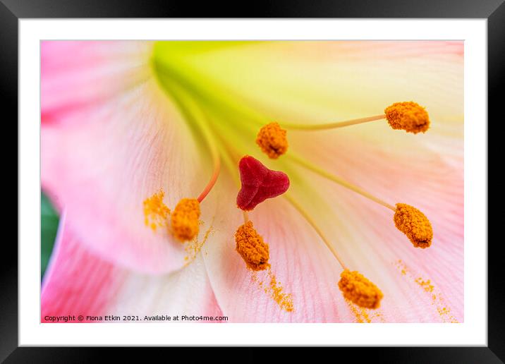 Pink Lily Macro Framed Mounted Print by Fiona Etkin