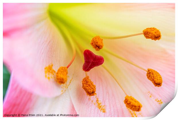 Pink Lily Macro Print by Fiona Etkin