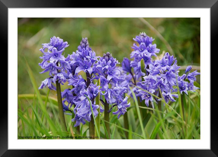 Bluebells at Pevensey  Framed Mounted Print by Fiona Etkin