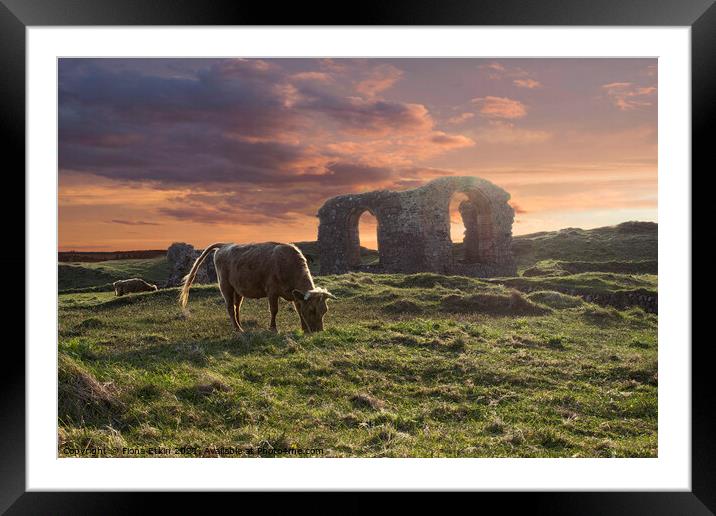 Cow Grazing on Llandywn  Framed Mounted Print by Fiona Etkin