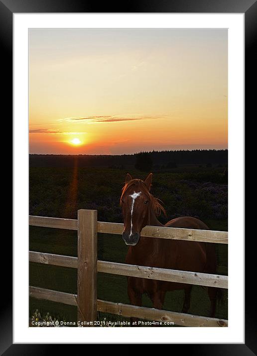Hey Make Sure I'm in the Shot Framed Mounted Print by Donna Collett