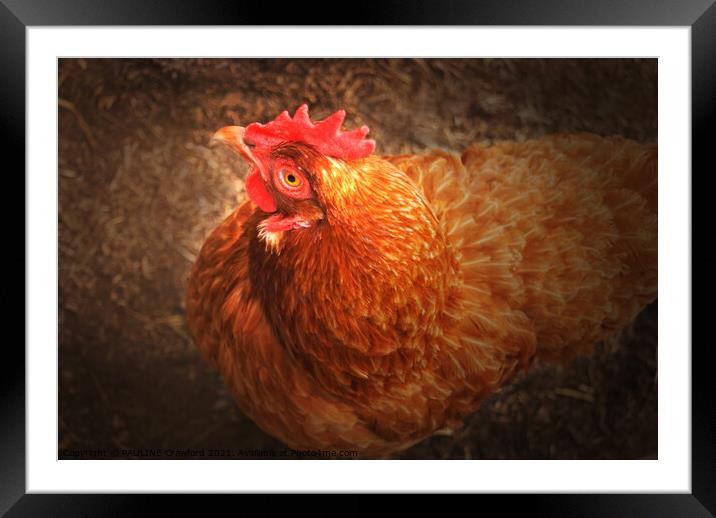 Red Chicken Framed Mounted Print by PAULINE Crawford