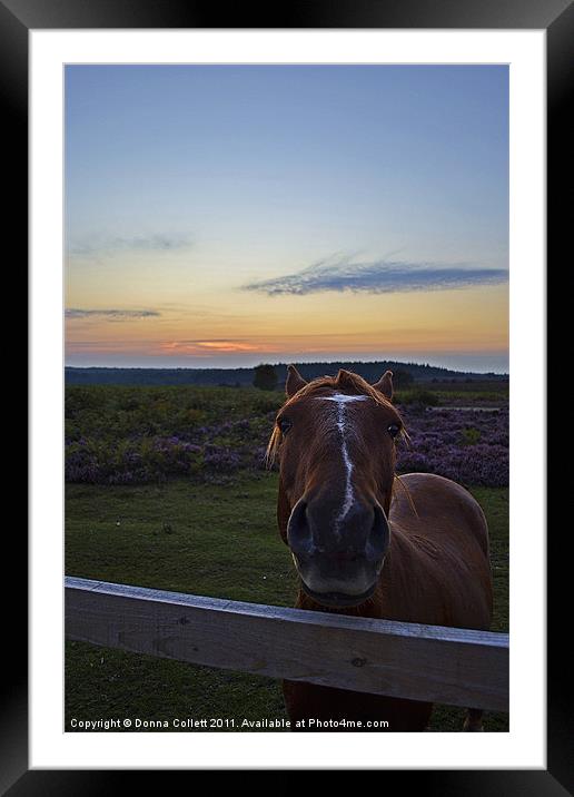Nosey!!! Framed Mounted Print by Donna Collett