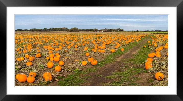 Pumpkin field panorama Framed Mounted Print by Jason Wells