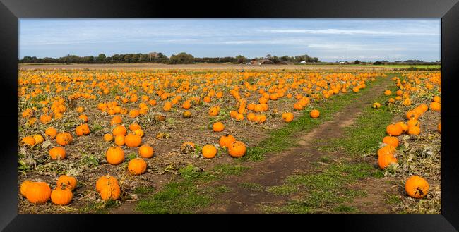 Pumpkin field panorama Framed Print by Jason Wells